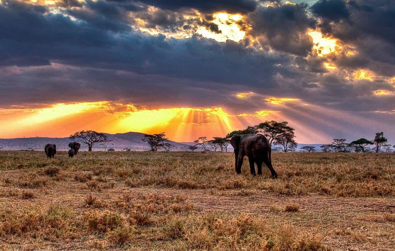 Национальный парк Серенгети: сердце африканской дикой природы